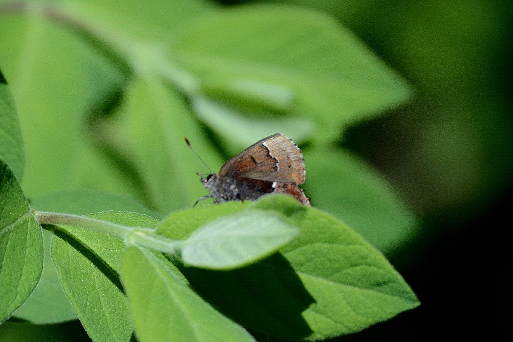 072 2015-05136240 Parker River NWR, MA.JPG - Frosted Elfin (Callophrys irus). Parker River National Wildlife Refuge, MA, 5-13-2015